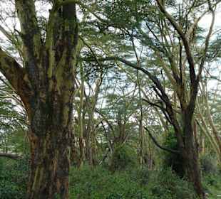 Fieberakazien säumen das Seeufer