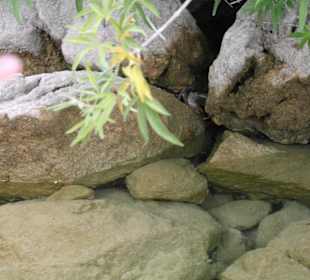 Озеро Курнас 