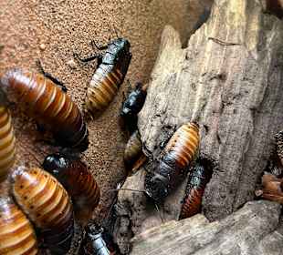 Aquazoo Löbbecke Museum Düsseldorf