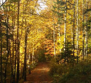 Wandern Bad Schönau