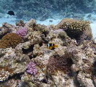 Einmalie Erlebnisse mit Mo´s Delfinen