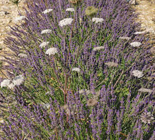 Lavendel