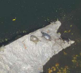 Schildkröten am Turtel Pond