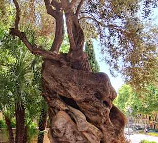 Altstadt Palma de Mallorca