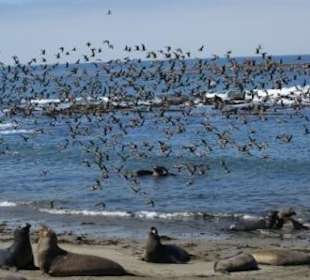 Am Sea Elephant Point