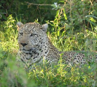 Selten und doch entdeckt 