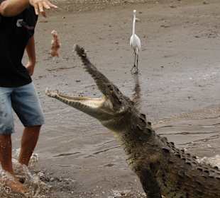 Jose´s Crocodile River Tour