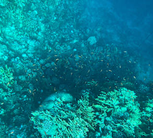 Schnorcheln Marsa Alam