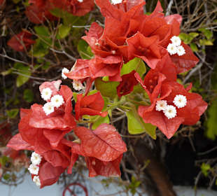Bougainvilleablüte