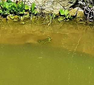 Frosch im Teich