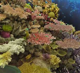 Im Korallenriff des Übersee-Museums