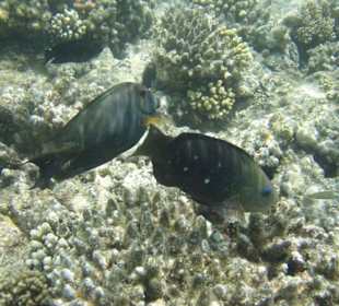 Schöne Unterwasserwelt