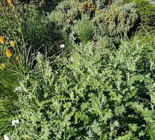 Botanischer Garten 