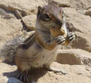 Raubtierfütterung an der Promenade