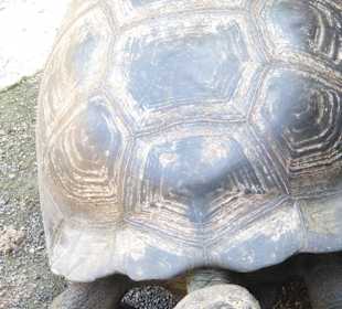 Riesenschildkröten in der Schildkrötenfarm