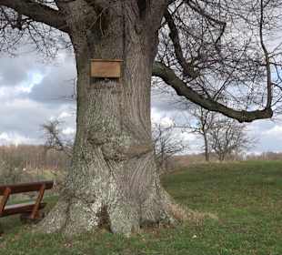 Naturdenkmal Lutherlinde