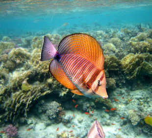 Indischer Segelflosser