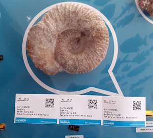 National Aquarium Malta