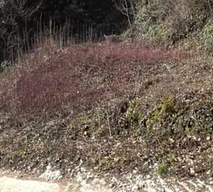 Wandertour Eppenzill