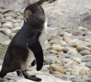 Rundgang im Tierpark