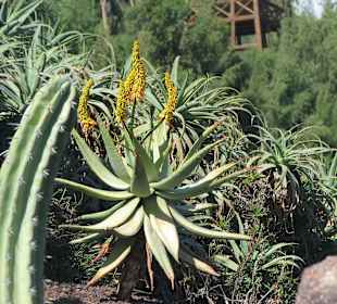 Aloe Barbadensis Miller