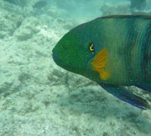 Besenschwanz-Lippfisch