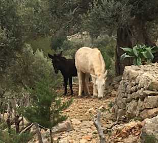 Wandern Puerto de Soller