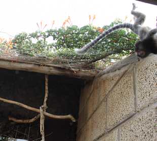 Titi de Penachos Negros