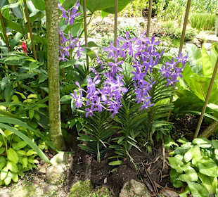 Im Garten der Orchideen