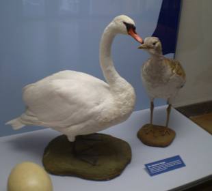 Zoologisches Forschungsmuseum Alexander Koenig