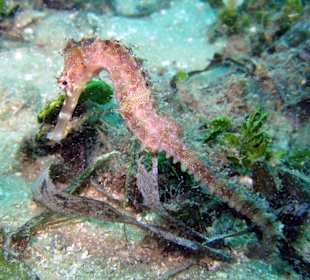 Seepferdchen am Tauchplatz "Angies Point"