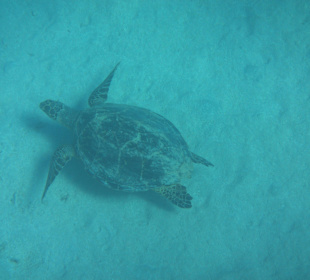 Schnorcheln beim Fort Arabesque