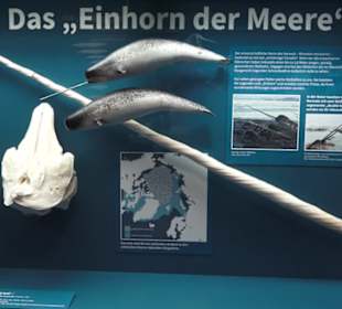 Zoologisches Museum