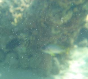 Hausriff hat auch Wellen 