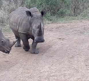 Beeindruckende Nähe