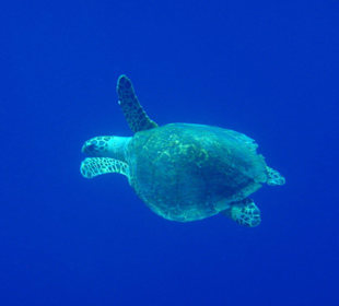 Turtle