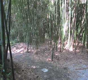 Garten und Villa Garzoni in Collodi