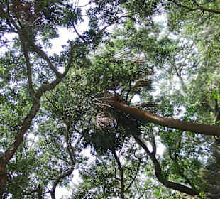 Spanish Moss überall!