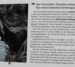 Seeadler sind gefährdet