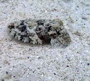 Каракатица - Hotel Tropitel Sahl Hasheesh