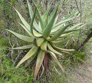 Bonte Bok Nationalpark bei Swellendam