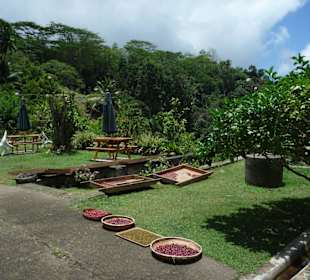 Mahé, Jardin du Roi