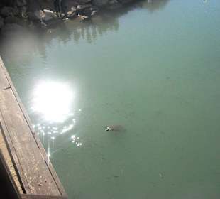 Von der Brücke aus aufgenommen