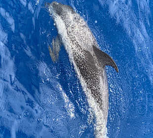 Katamaran Tour Jandia