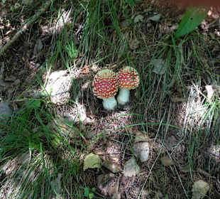 Auf dem Meraner Höhenweg - Natur pur
