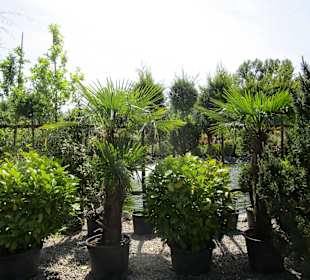 Peterhof-Pflanzen in Hanhofen