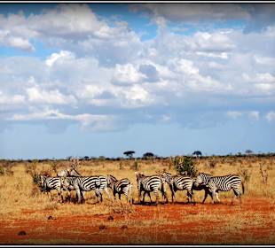 Tsavo - zebry 