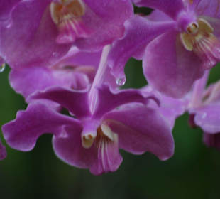 Farma orchidei