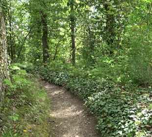 Wallersteiner Felsen