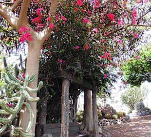 Oasispark - Kakteengarten - Juli 2015